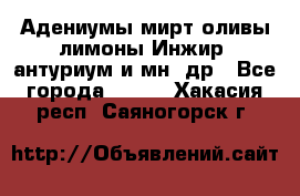 Адениумы,мирт,оливы,лимоны,Инжир, антуриум и мн .др - Все города  »    . Хакасия респ.,Саяногорск г.